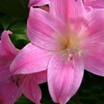 beautiful amaryllis flower