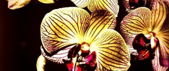 красивый фаленопсис сколько цветет