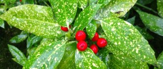 Red fruits look and taste similar to dogwood