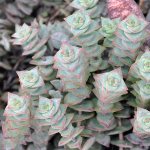 Крассула перфората, или продырявленная / Crassula perforata