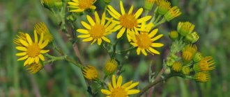 Ragwort