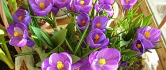 crocuses