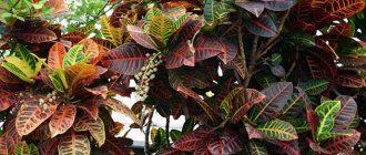 Croton variegata