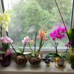 Where is it better to put an orchid in an apartment?