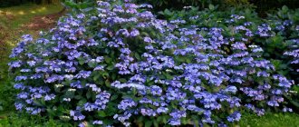 Hydrangea bush