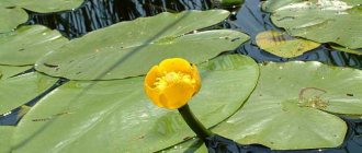 water lily yellow red book