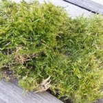 forest sphagnum moss