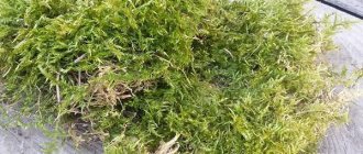 forest sphagnum moss