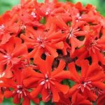 Lychnis: description