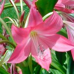 Lily family Amaryllis