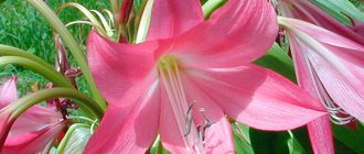 Lily family Amaryllis