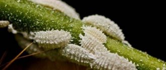 Sticky leaves on an orchid