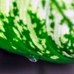 Dieffenbachia leaf with a drop of juice