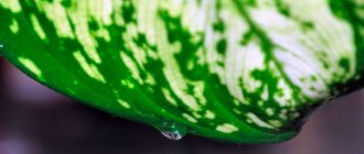 Dieffenbachia leaf with a drop of juice