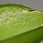 An orchid leaf is sick