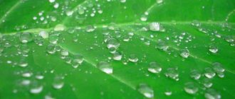 Leaves with droplets of water. Brown leaf tips. 