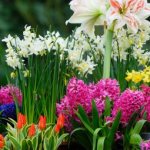 The best bulbous perennial flowers: a selection of varieties, ideas for compositions