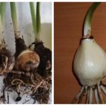 Potted lily bulbs