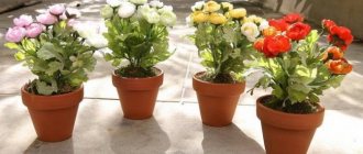 Perennial garden buttercups. Planting and care, photo in a pot, open ground 