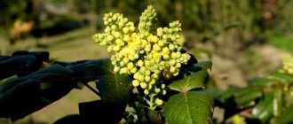 Mahonia: description