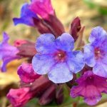 Lungwort: description