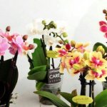 Mini orchids