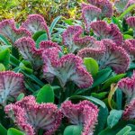 Euphorbia Lactea cristata