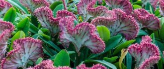 Euphorbia Lactea cristata