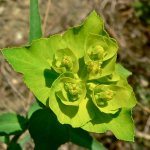 Euphorbia health benefits and harms