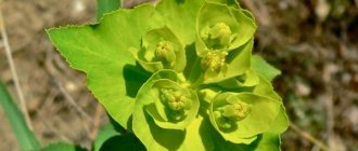 Euphorbia health benefits and harms