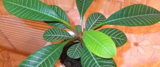 Euphorbia in a pot