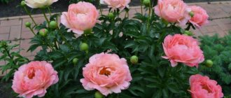 Milky-flowered herbaceous peony Coral Charm (Coral Charm)