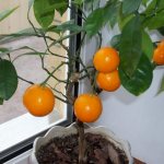 молодое деревце деревце апельсина