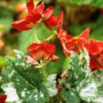 powdery mildew on begonia