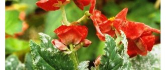 powdery mildew on begonia