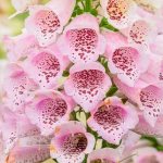 foxglove purpurea