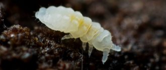 springtail insect