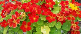 Nasturtium (60 photos): types and features of care