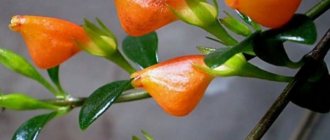 nematanthus blooms