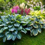 Several hosta varieties with different leaf colors in one flowerbed