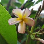 tender plumeria