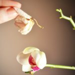 Обрезка орхидеи после цветения, как обрезать отцветшую орхидею