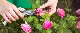 Pruning roses