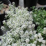 General information - Alyssum