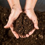 Огород на торфяной почве: плюсы и минусы