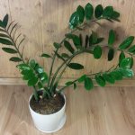 Is Zamioculcas dangerous - how does it affect humans and animals?