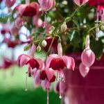 Description of fuchsia