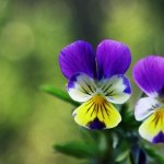 Description of the violet tricolor plant