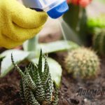 spraying cacti against pests