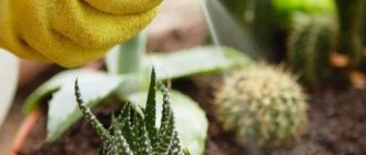 опрыскивание кактусов от вредителей